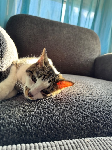 A close up low angle shot of a patchy white and tortoise-shell cat laying on a cushy gray blue chair in the path of a warm ray of sunshine