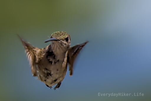 A Ruby-Throated Hummingbird staring directly at the camera.