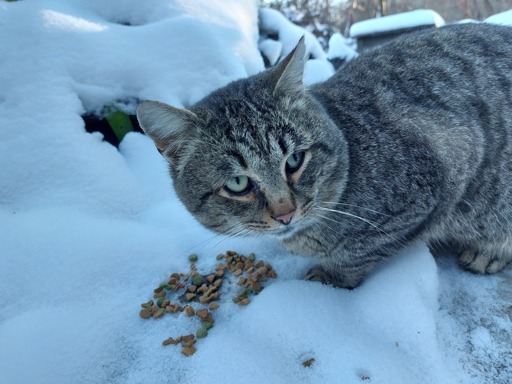 grey cat eating cat food in the snow