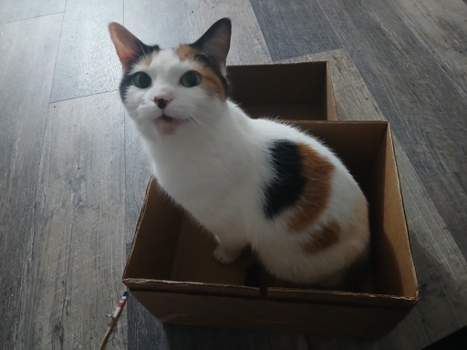 calico cat sitting in a cardboard box