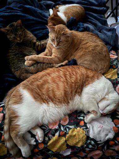 4 cats huddle against a blanket-covered set of human legs. The top cat is an orange and white short hair, below in frame is a larger orange short hair next to a somewhat fluffy tabby. Stretched along the bottom of frame is a larger orange short orange and white short hair stretched out with belly beginning to show