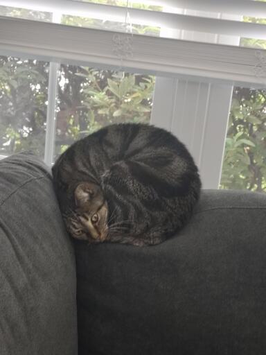 Picture of a tabby cat laying in a ball on top of a couch