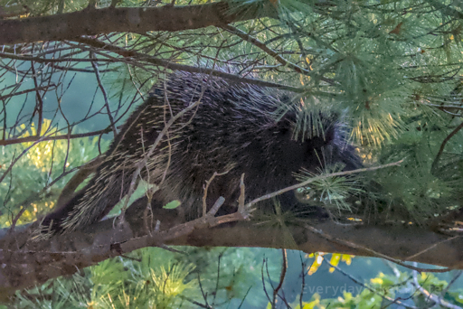 A porcupine stealthily moves to a safer location on the limb.