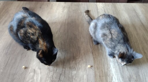 Salem & Tuffi

I have no Idea why my Tortie is so much bigger than her sister! She is not only bigger and heavier she is literally longer too! Her tail is at least one 'segment' (?) longer than Tuffis.