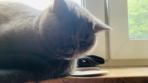 Graue Katze schaut mit fast gänzlich geschlossenen Augen müde drein