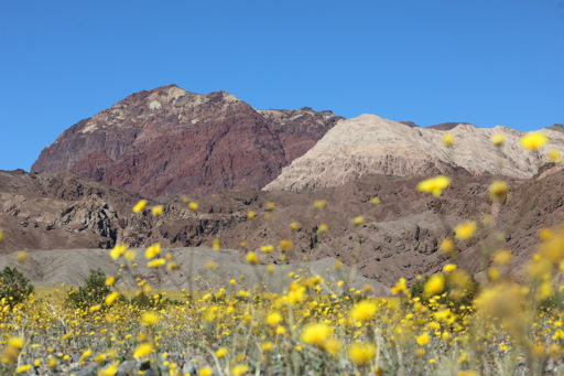 Endless Desert Gold flowers in bloom seen on the Death Valley floor. Vibrant peaks rise up behind them, with colors ranging from light tan to deep brown and red.