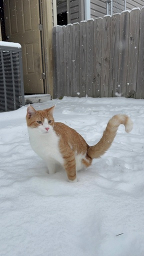A young orange and white short haired tripod sits atop fresh snow, his tail forming a question mark shape to his side, balancing him in place of his leg. Snow continues falling around him. 