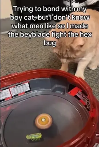 Trying to bond with my boy cat, but I don't know what men like so I made the beyblade fight the hex bug