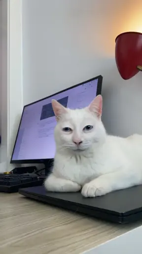 A white cat with in front of a computer. A camera filter has altered his face to appear worn and tired.